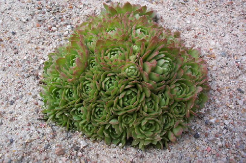 rosularia platyphylla